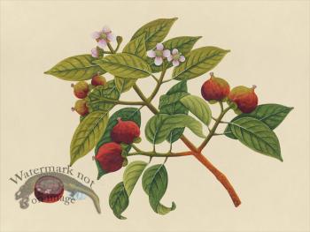 Far East Fruit and Flowers 17